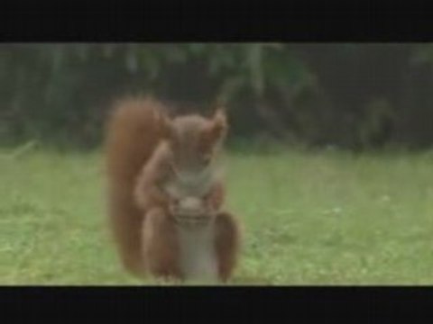 Pub boisson sport-écureuil