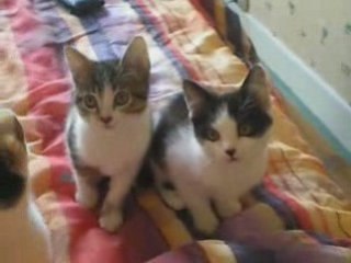 Chatons speeder cochon