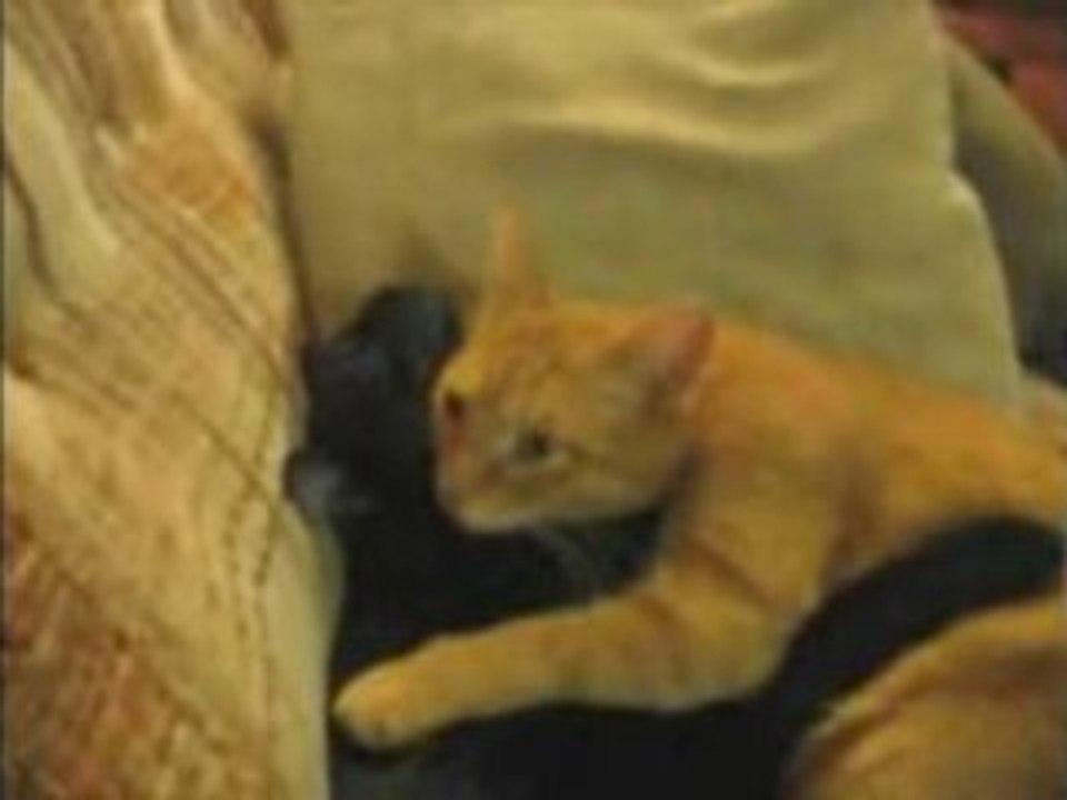 Cats in LOVE - And you, did you forget to love?