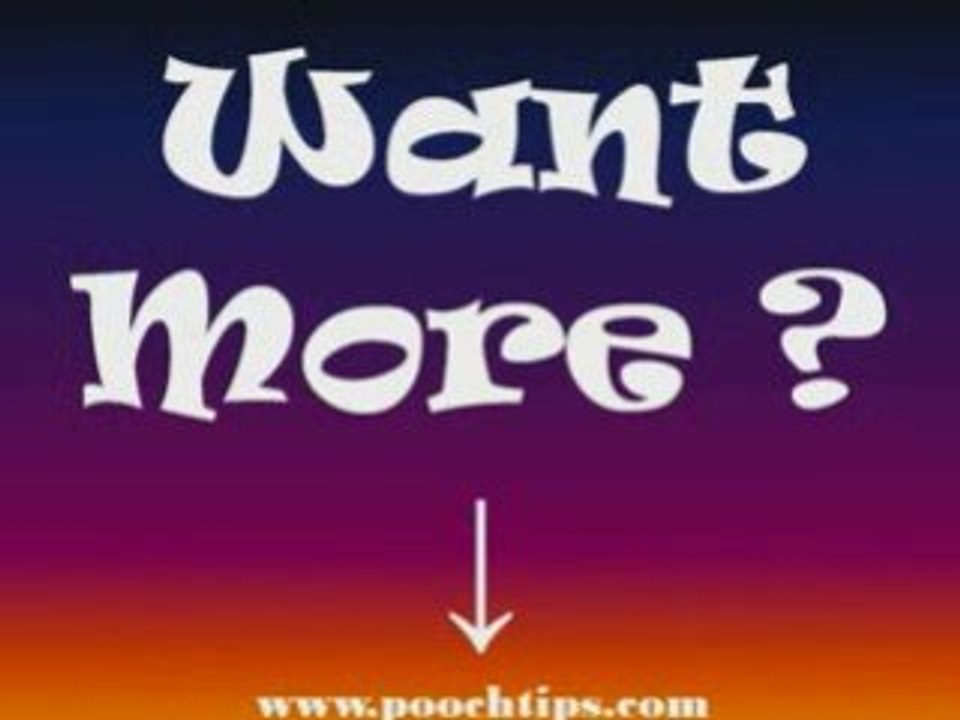 Dogs: Dog Training Tips No Perfect Dog