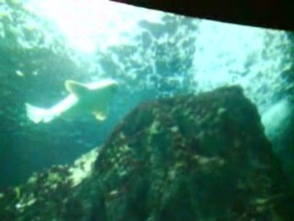 vive la mer 4