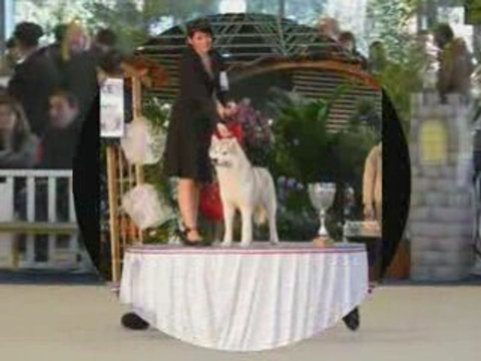 Junior handler de France 1