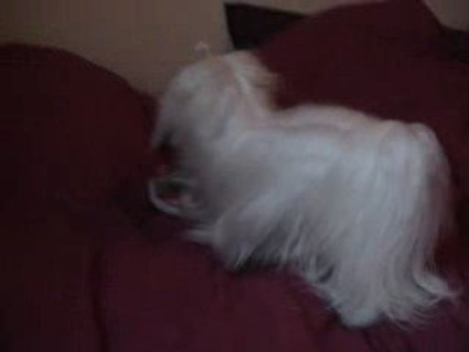 Cookie 280109 2