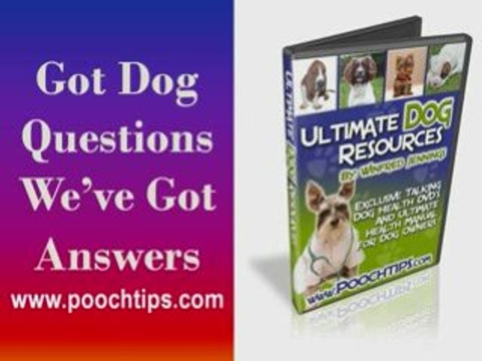 Dogs: Dog Training Tips No Perfect Dog -4