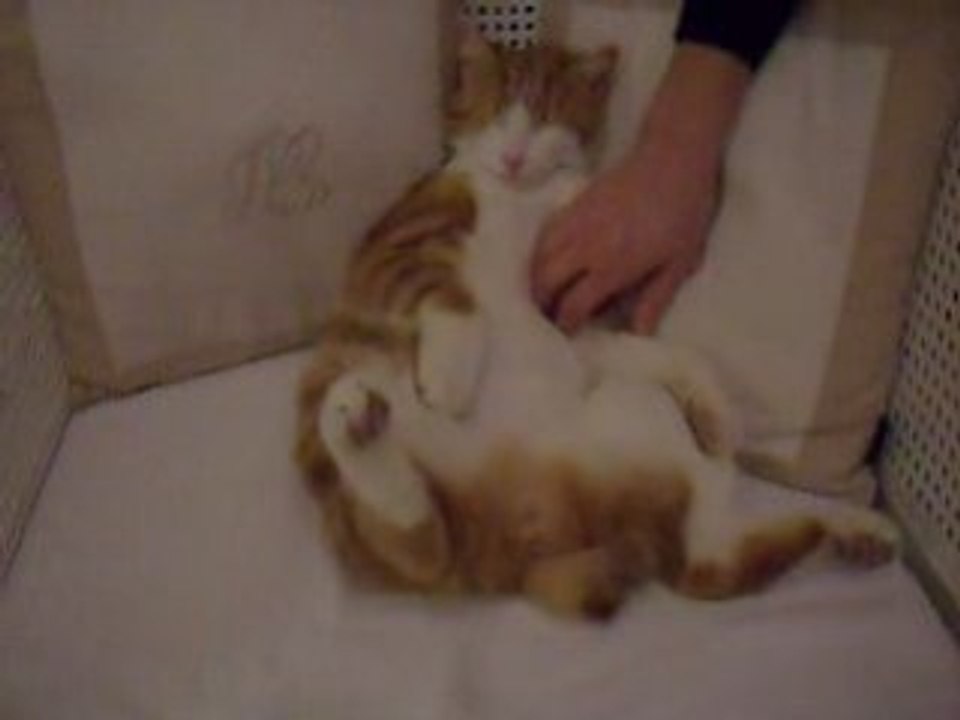 Tirou le chat dort assis dans son fauteuil......excellent