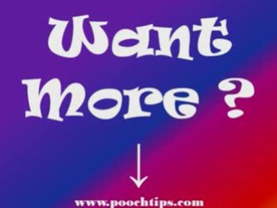 Dogs: Dog Training Tips No Perfect Dog -3