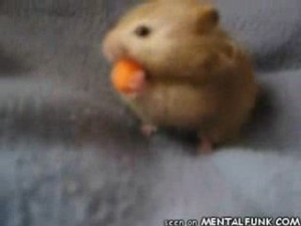 Hamster carotte