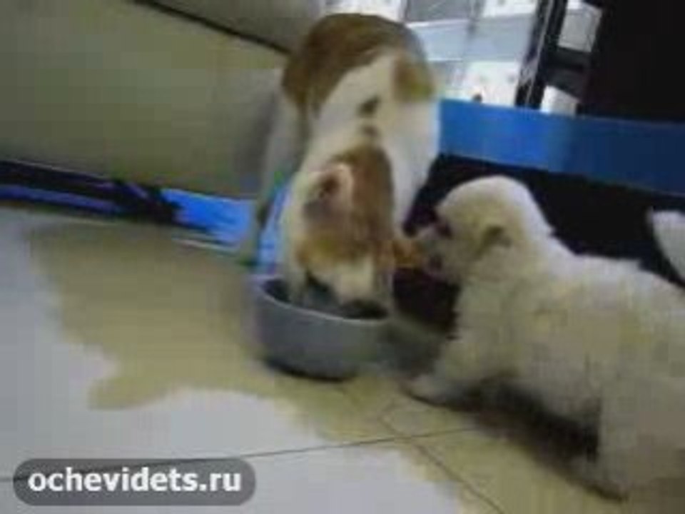 Смешной щенок мешает есть кошке