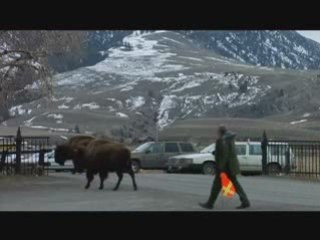 TERRA 425_ The Bison Haze_ A Yellowstone Controversy PREVIEW