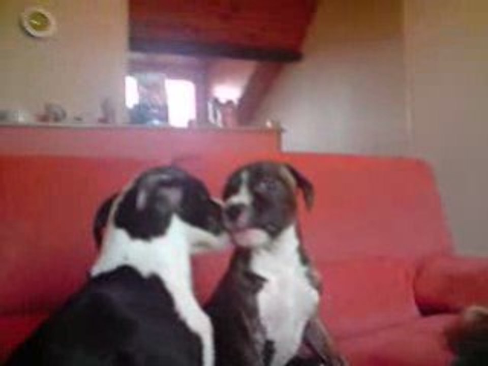 mes chien staff dixies et diego qui ce fait des bisou