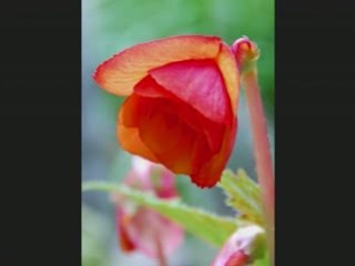 Quelques une de mes photos...