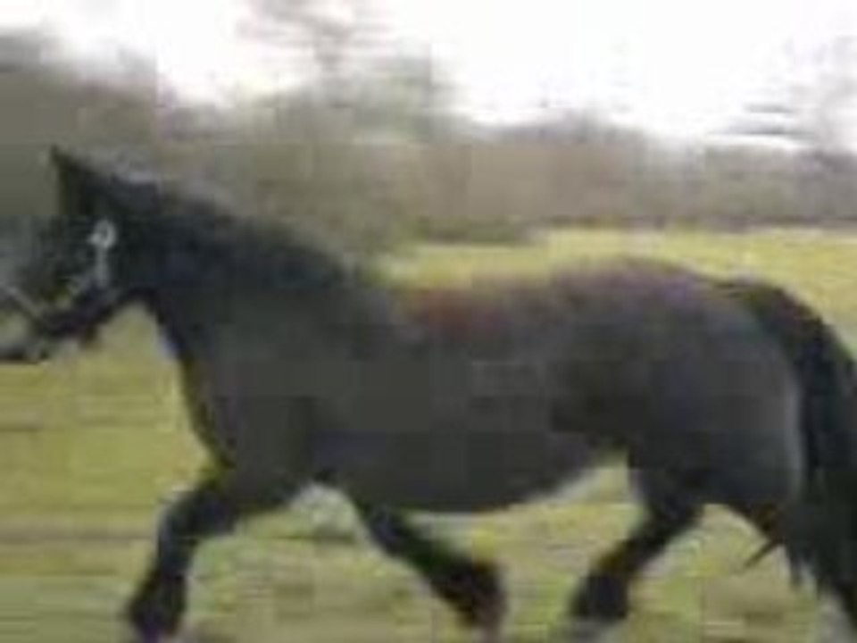 Au trot de près