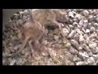 Who Cares About Mice and Rats?