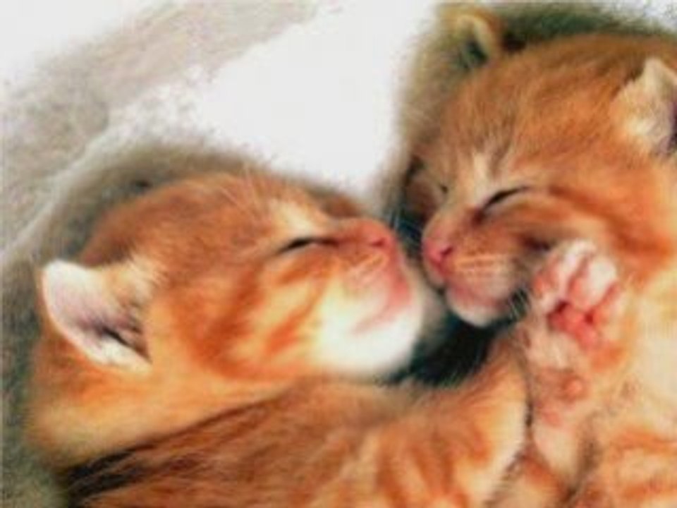 Animaux