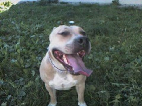 American staff, chien dangereux???