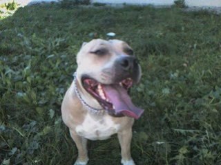 American staff, chien dangereux???