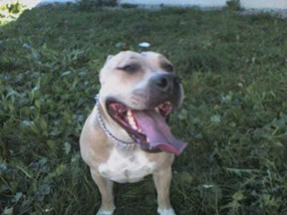 American staff, chien dangereux???