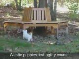 GA Westie Puppies Snowesti Angels