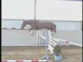 QUIDAM SF 5ANS pour CSO extra