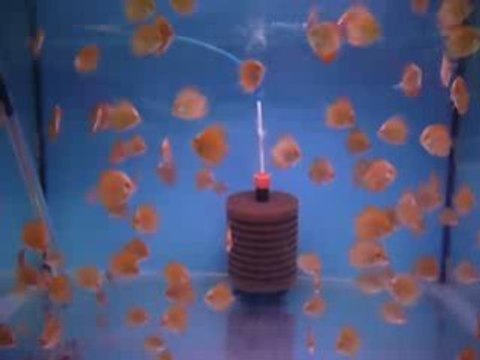 White Butterfly discus yavruları