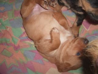 Mes petits chiots