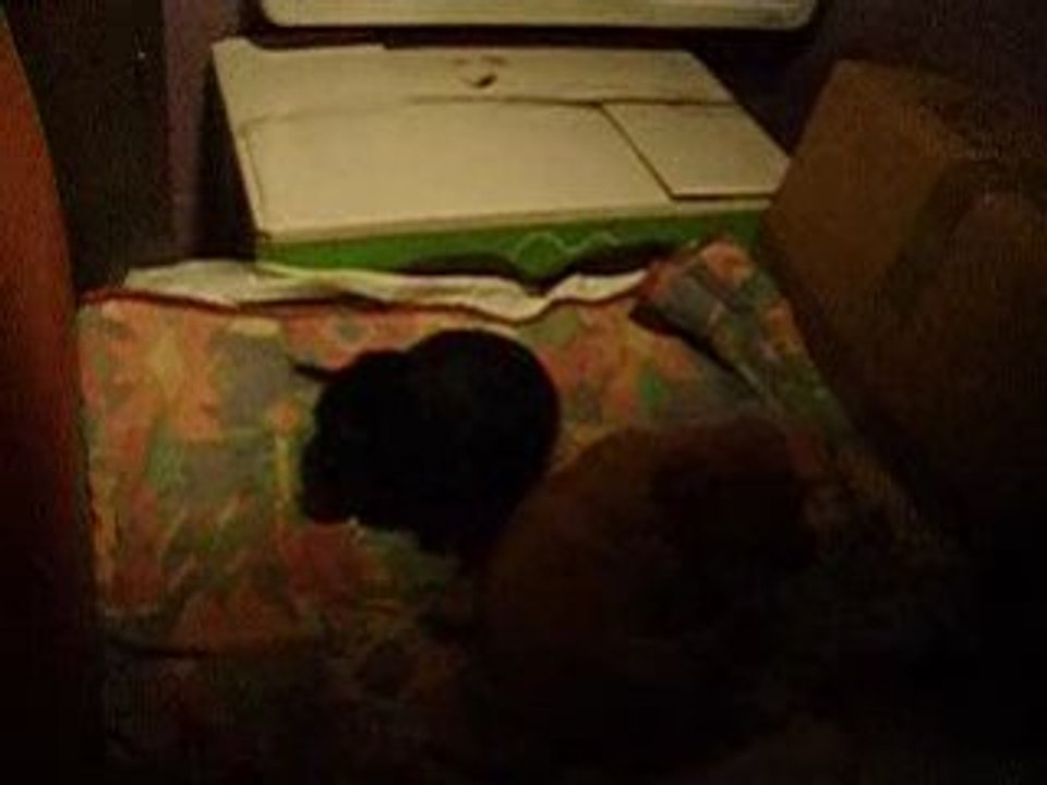 Chiots-Bagarre dans le pannier