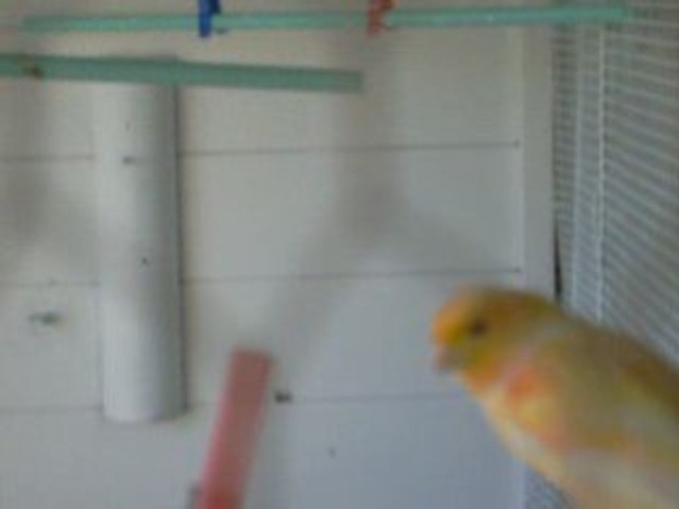 S7300348 CANARI
