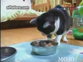 Amitié entre un chat et un hamster ... O_o