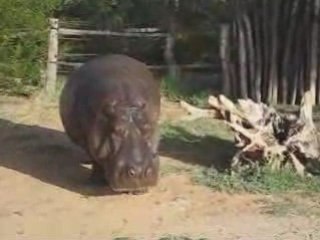 African Hippo Walking Video