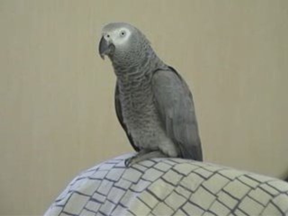 Oui allo comment tu vas