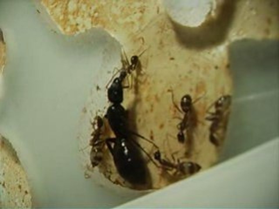 FOURMIS / Camponotus_fellah trophallaxie 1