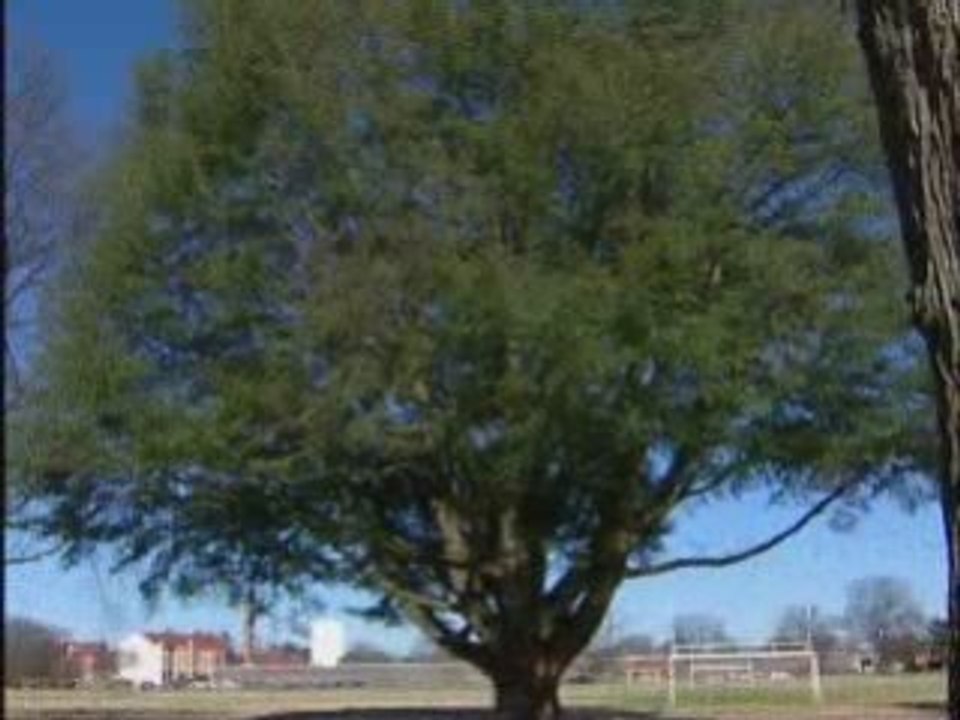 Ancient Tree