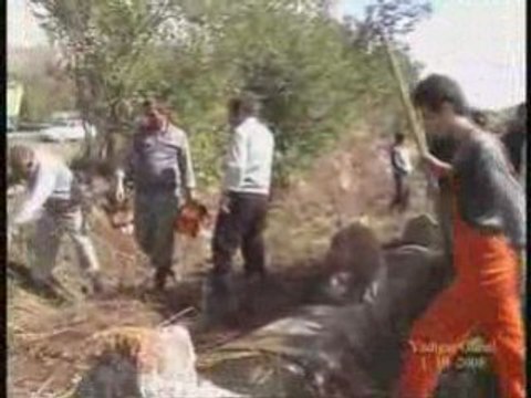 KÖYÜMÜZDE AĞAÇ DİKİMİ .3