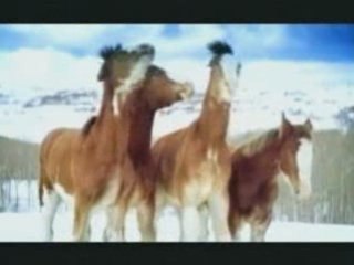 Bataille ne neige pour chevaux