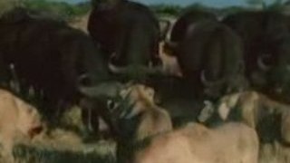 Duel dans l'okavango part5