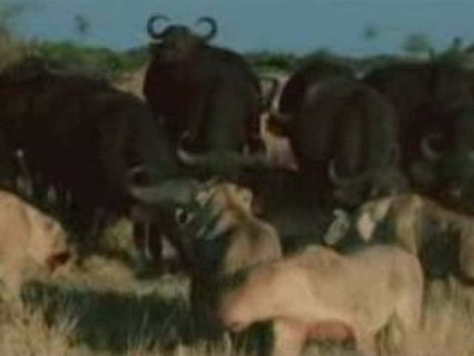 Duel dans l'okavango part5