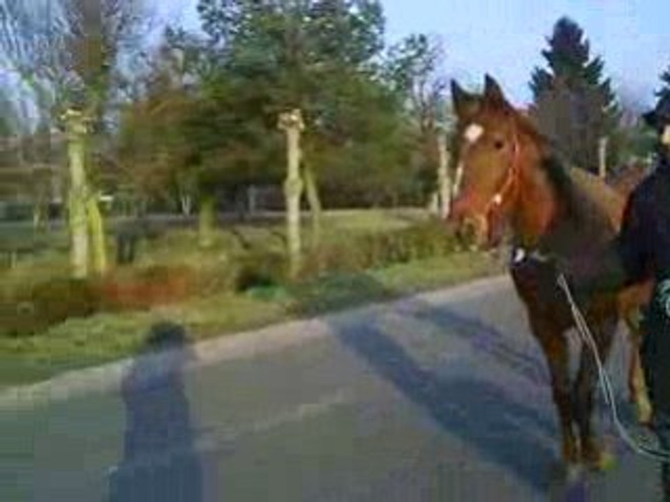 Trot avec david