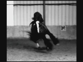 Séance liberté et montée quartoon's