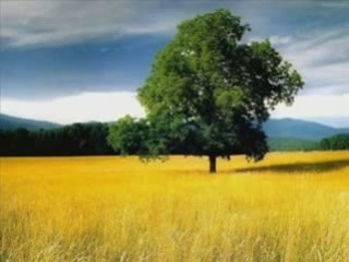 доля воровская