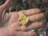 Gold Nuggets - Gold Detecting - Gold Prospecting