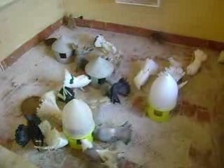 repas des pigeons paon