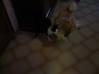 DIABLOTIN  JOUE  AVEC  JUNIOR