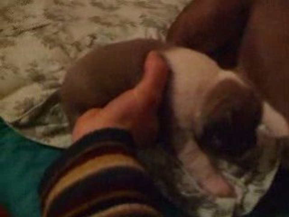 Video bulle 002