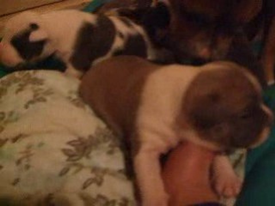 Video bulle 003
