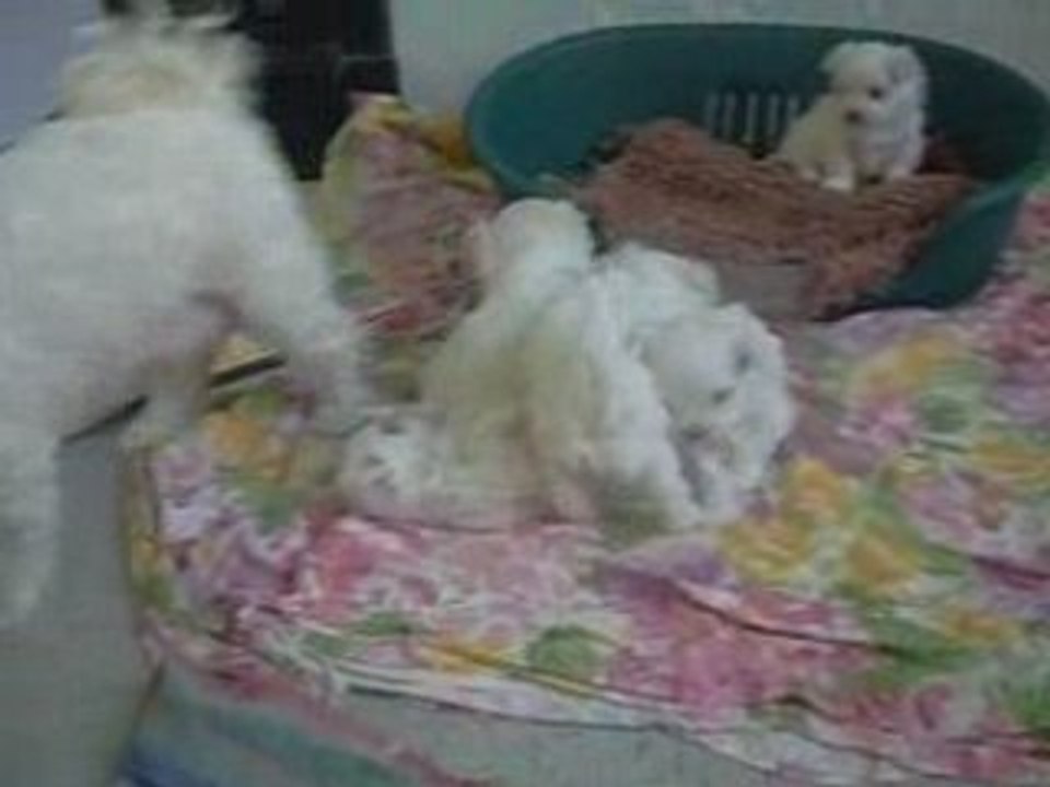 S1053841 bébés valse bambi elisa