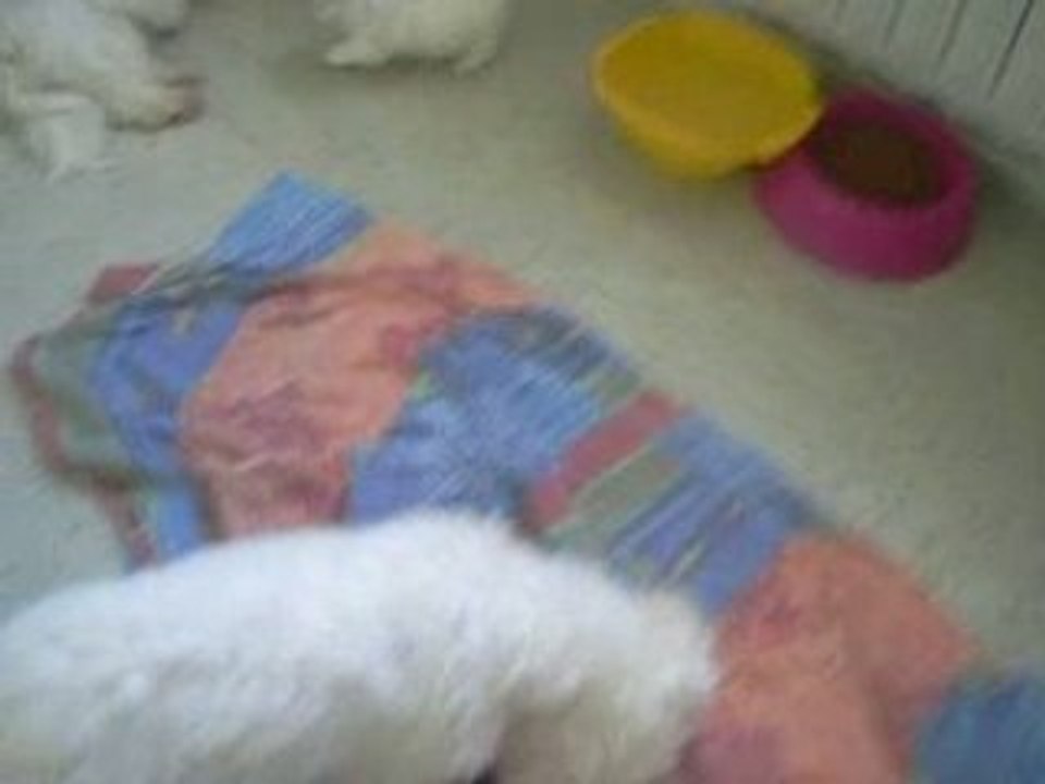 S1053844 bébés valse bambi elisa