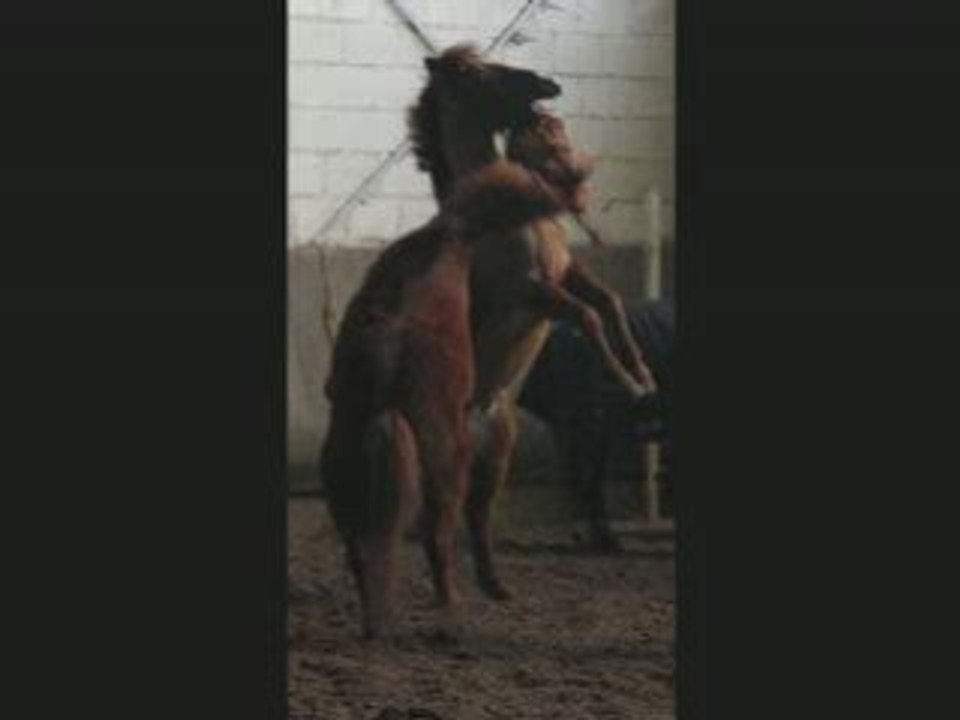 Poney dans le manège