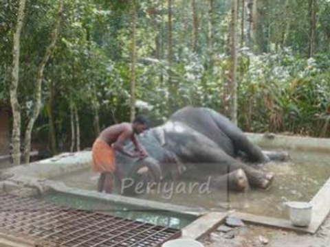 Kerala - Inde du Sud