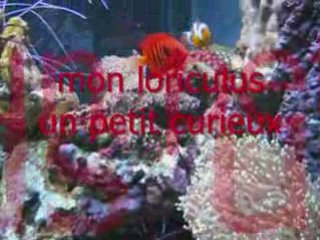 Aquarium eau de mer