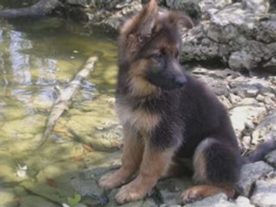 Berger allemand
